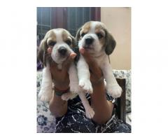 Beagle female Puppy available - 1