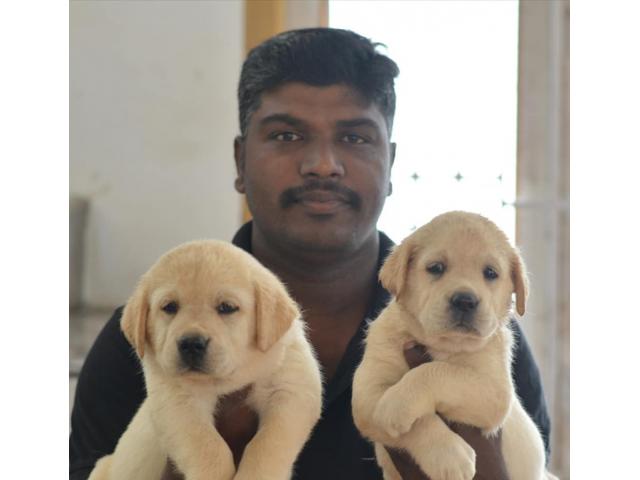 Labrador Puppies Available - 1/2