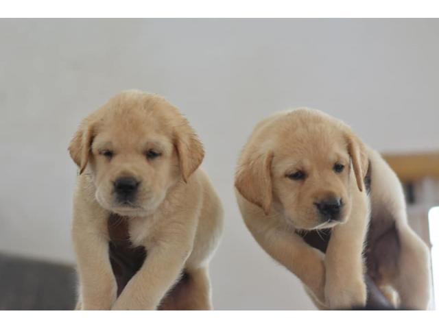 Labrador Puppies Available - 2/2