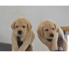 Labrador Puppies Available