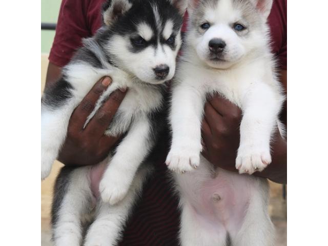 Siberian husky blue eyes puppies - 1/2