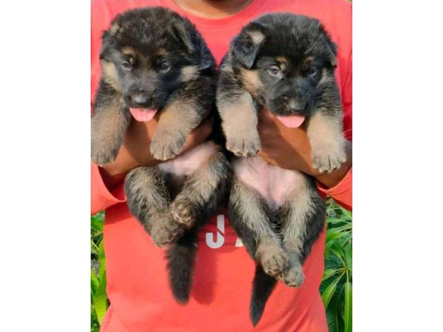 German Shepherd Puppies Available for Sale - 1/1