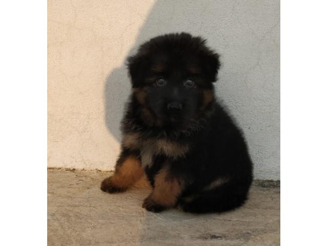 Long coat gsd for sale in Coimbatore - 1/1