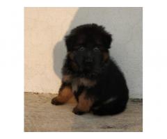 Long coat gsd for sale in Coimbatore