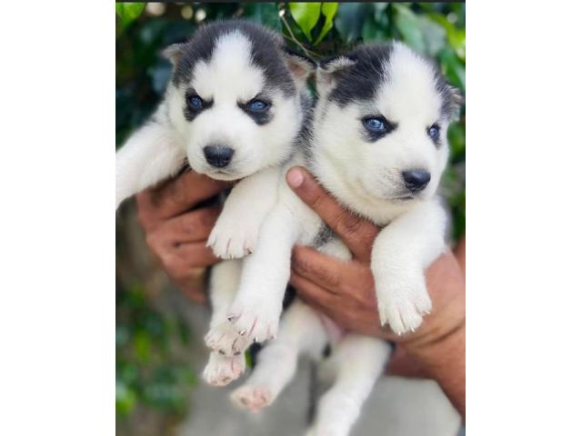 Dark blue eyes husky female and male available - 1/1