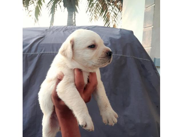 Labrador puppies - 1/1