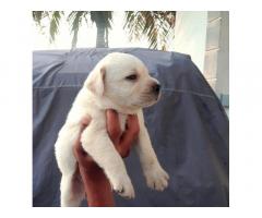 Labrador puppies - 1