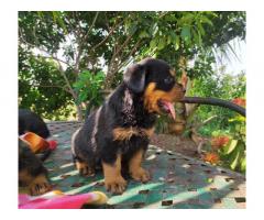Quality Rottweiler puppy available