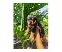 Quality Rottweiler puppy available