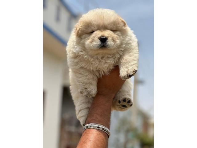 Chow Chow Puppy Available for Sale - 1/2