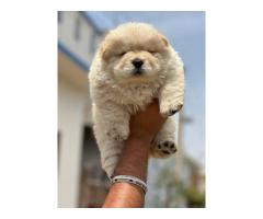 Chow Chow Puppy Available for Sale