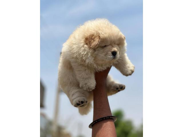 Chow Chow Puppy Available for Sale - 2/2