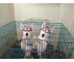 Siberian Husky female puppy available in pune - 1