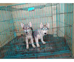 Siberian Husky female puppy available in pune - 2