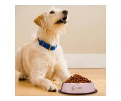 Meat Up Stainless Steel Dog Feeding Bowl for Sale, Price (Buy 1 Get 1 Free)