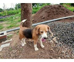 Beagle Puppy for sale in ahmadnagar