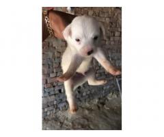 Beagle, Pomeranian and GSD available in Bathinda Punjab