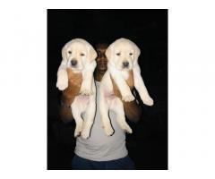 Labrador male female puppies available in Pune - 1