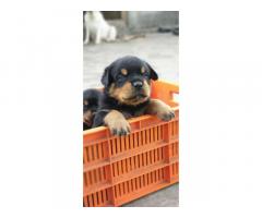 Rottweiler Puppy Available for sale in Kolhapur