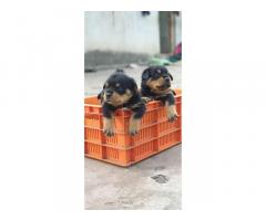Rottweiler Puppy Available for sale in Kolhapur
