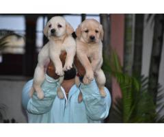 Labrador Male and Female Puppies for sale
