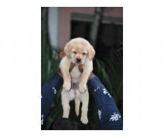Labrador Male and Female Puppies for sale