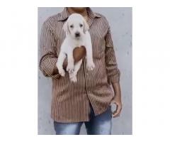 Labrador female puppy available for sale urgent