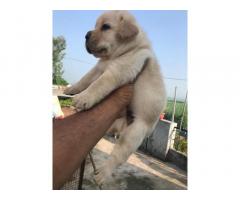 Labrador show quality male puppy available