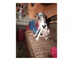 Great Dane Puppy for Sale in Mumbai, Buy Online, Price