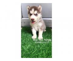 Husky Puppy for sale in ambala - 1