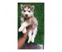 Husky Puppy for sale in ambala - 2