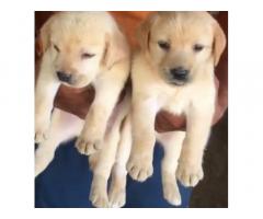 Labrador Dog For Sale Delhi, Buy online, Price - 1