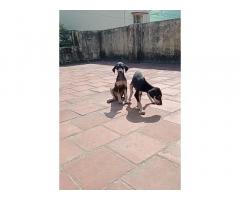 Kanni female puppies available in Chennai
