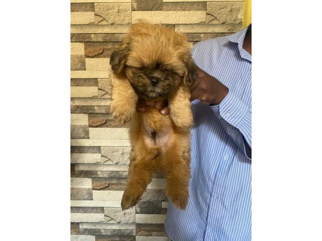 Golden Lhasa Apso Puppies Available - 1/3