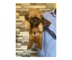 Golden Lhasa Apso Puppies Available