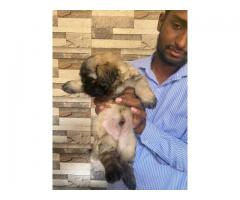Golden Lhasa Apso Puppies Available