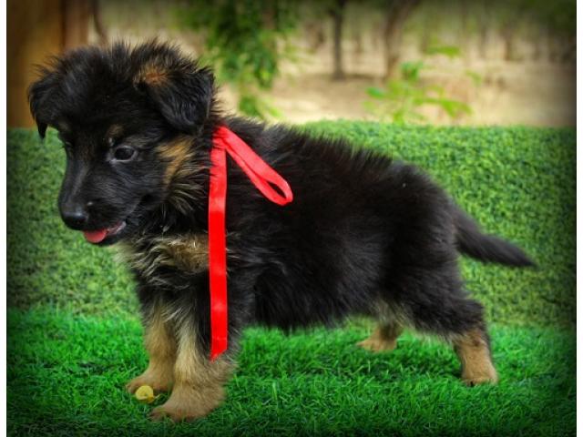 German Shepherd Male Female Puppies Available - 1/2