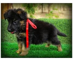 German Shepherd Male Female Puppies Available - 1