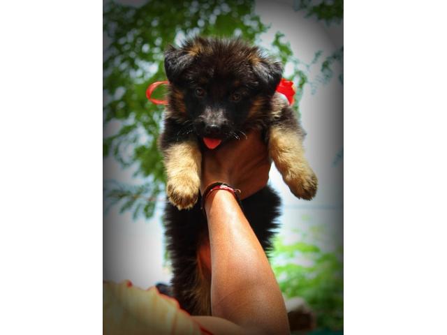 German Shepherd Male Female Puppies Available - 2/2