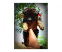 German Shepherd Male Female Puppies Available