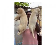 Heavy size golden retriever puppies available with kci