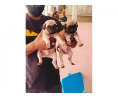 Pug male female puppies available in Pune - 1