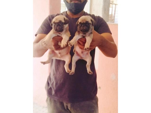 Pug male female puppies available in Pune - 2/2