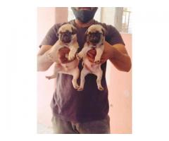 Pug male female puppies available in Pune