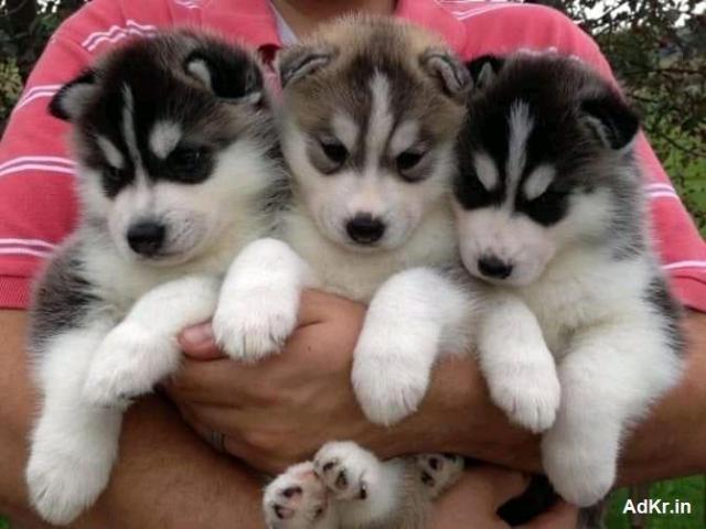 Siberian husky puppies male and female - 1/1