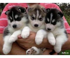 Siberian husky puppies male and female - 1