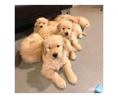 Golden retriever puppies Dehli