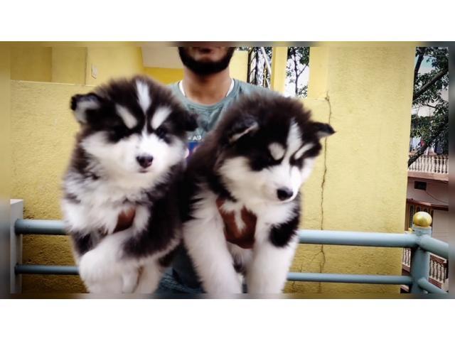 Show Quality Siberian Husky puppies available Chandigarh - 1/1
