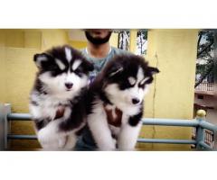 Show Quality Siberian Husky puppies available Chandigarh - 1
