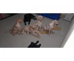 Labrador male female puppy available - 2